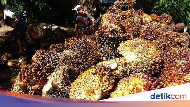 Harga Sawit Anjlok, Pemerintah Kejar 139 Pabrik Nakal