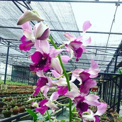 Taman Anggrek Ragunan: Wisata Agro Jakarta yang Dorong Retribusi Daerah